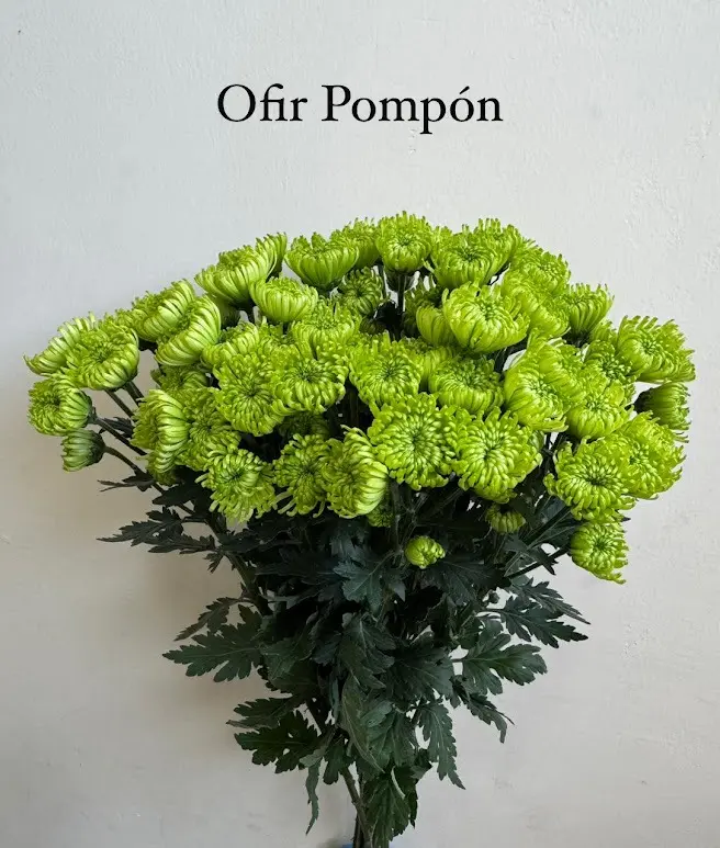 Chrysanthemum Dutch Pompon Green Ofir