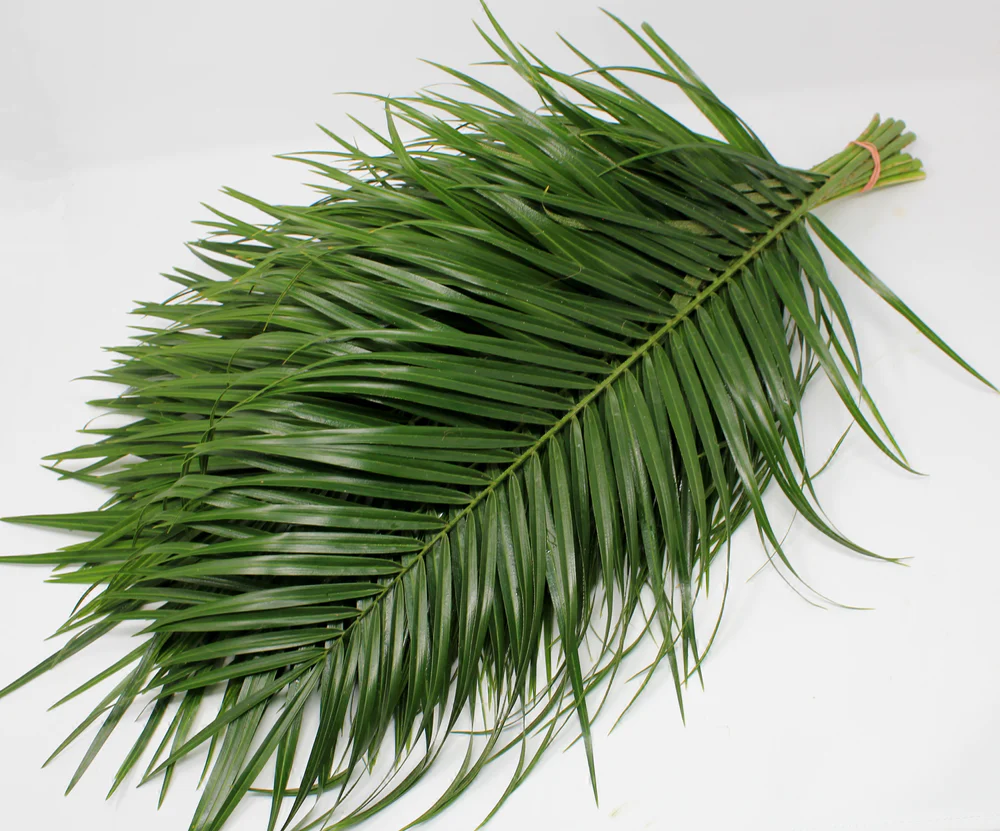 Greenery Robellini Palm