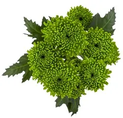 Chrysanthemum Dutch Pompon Green Alemani
