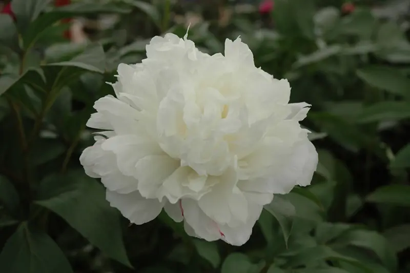 Peony White