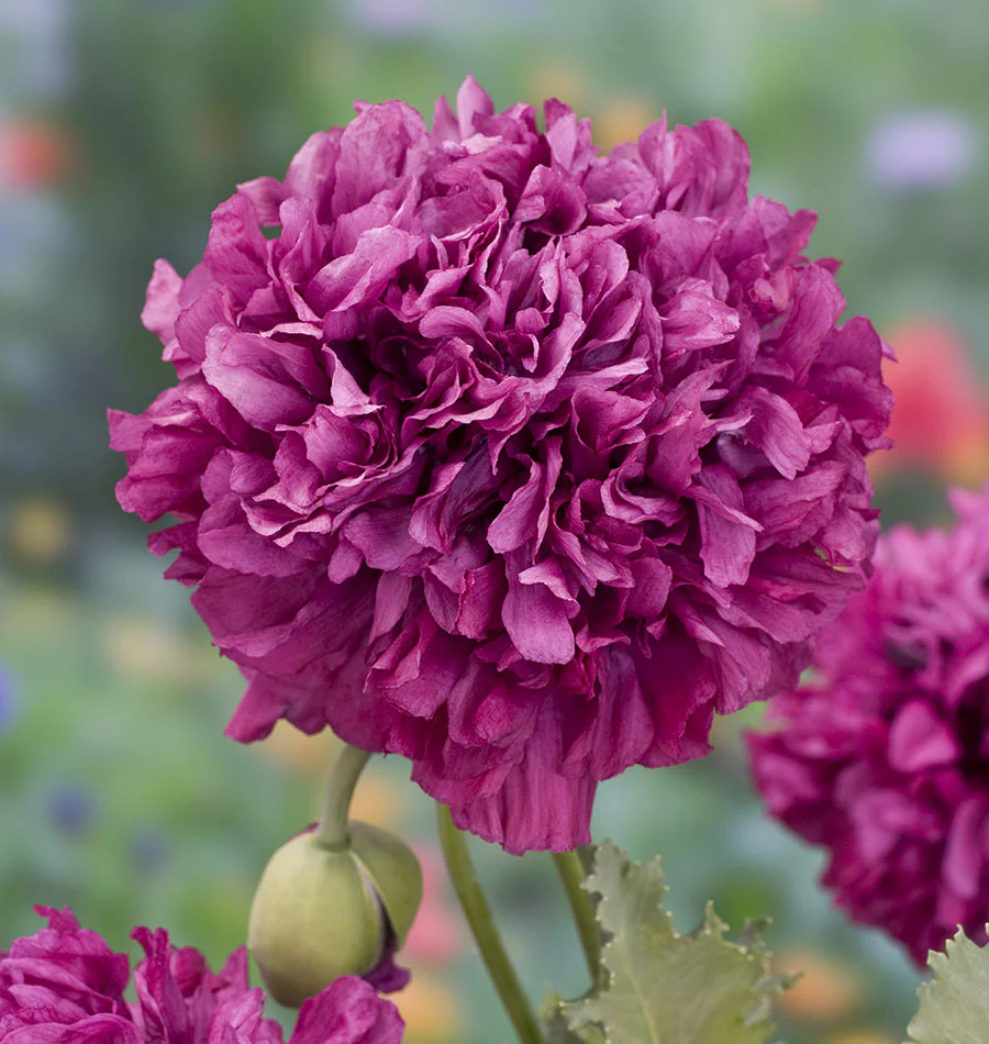 Peony Purple