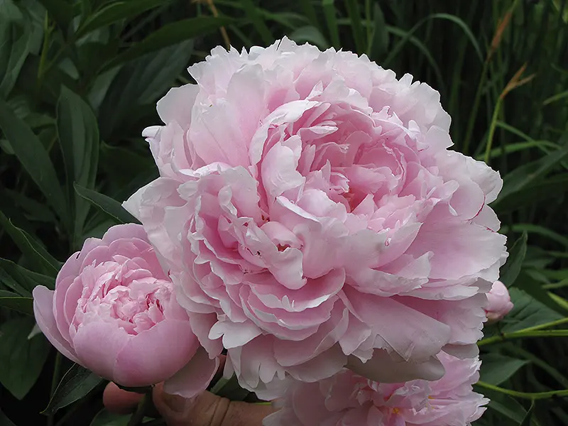 Peony Pink