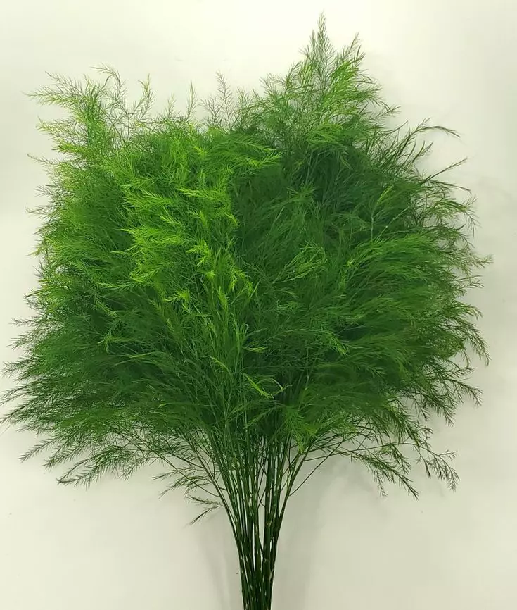 Greenery Tree Fern