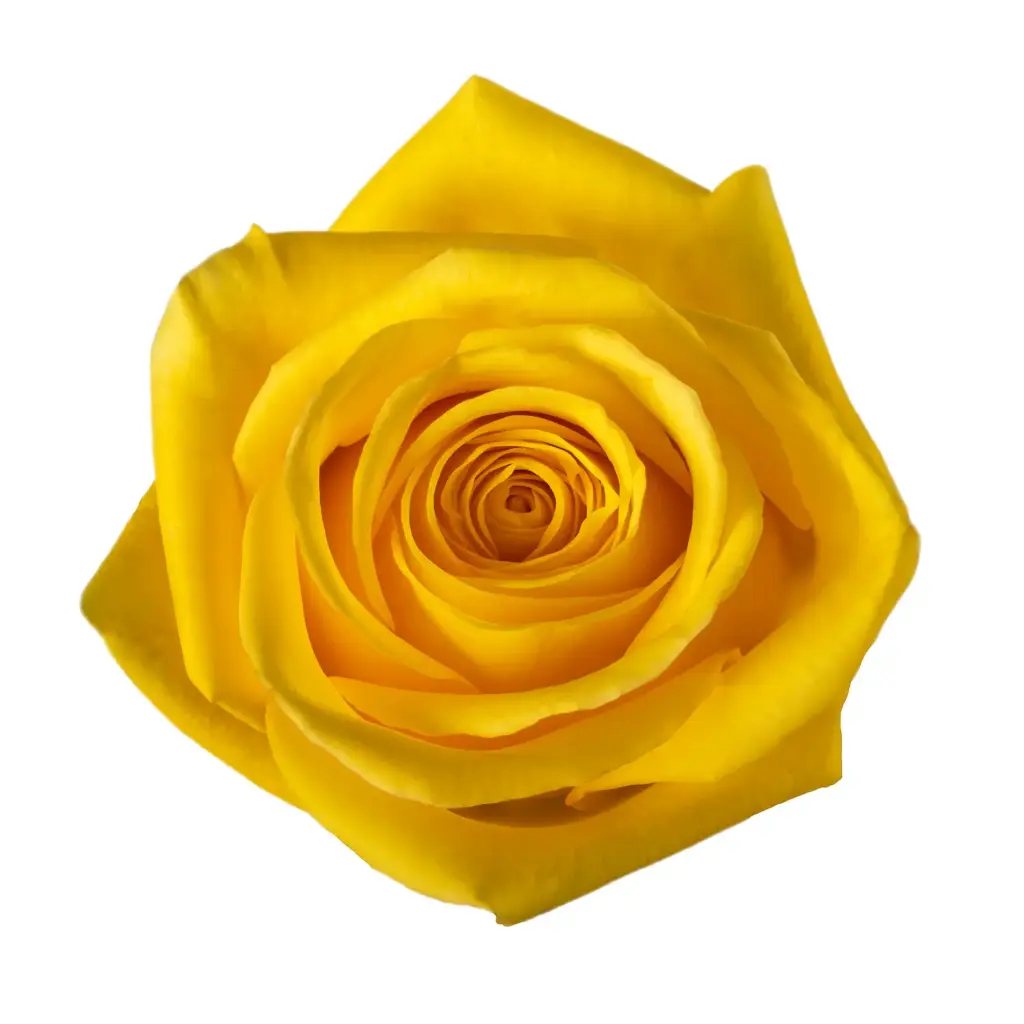  Roses 50cm Yellow Goldfinch