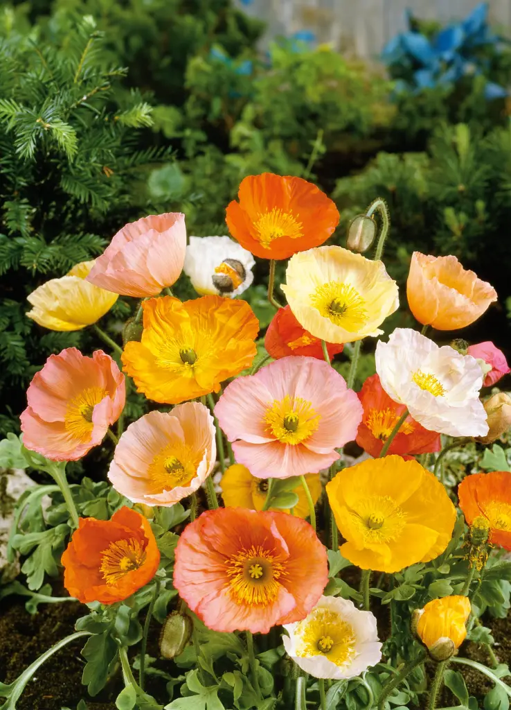 Papaver - Icelandic Poppy x 50 Assorted Stems