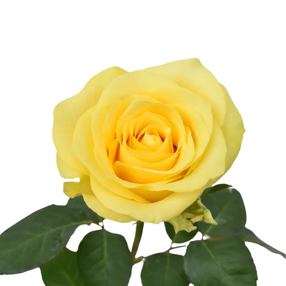  Roses 50cm Yellow Cancun 