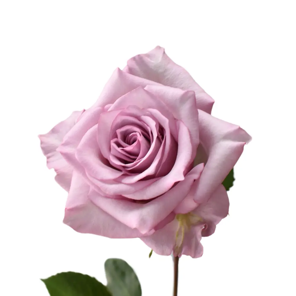  Roses 50cm Lavender Sweet Amatista 