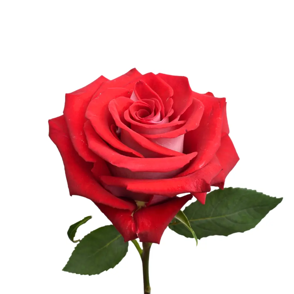  Roses 60cm Cream Hot Pink Red Candy Cane