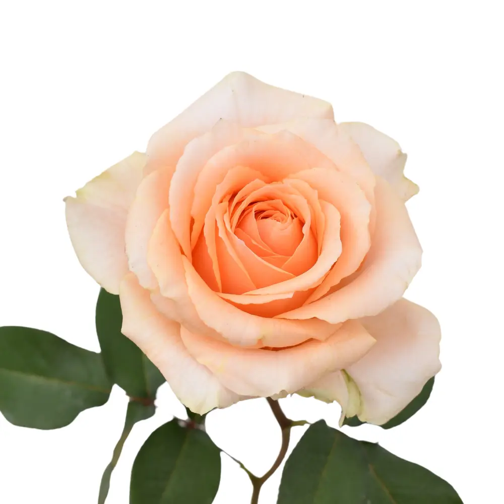  Roses 50cm Peach Felicity 