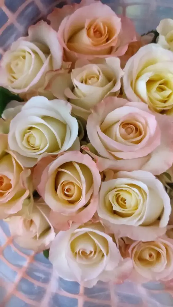 Roses 60cm Peach Pink Opalina