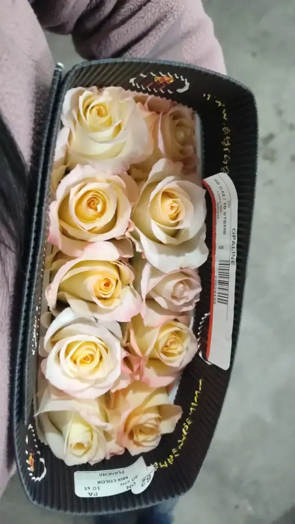 Roses 60cm Peach Pink Opalina