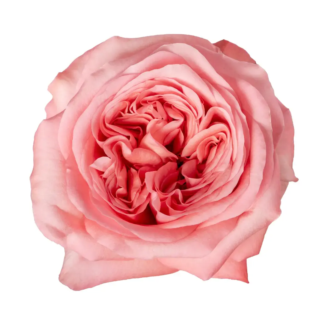  Roses 50cm Garden Like Pink Xpression 