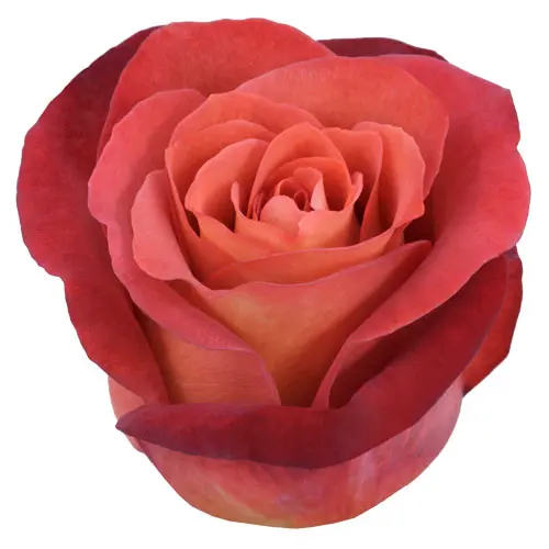 Roses 50cm Eart Tone Coffee Break 