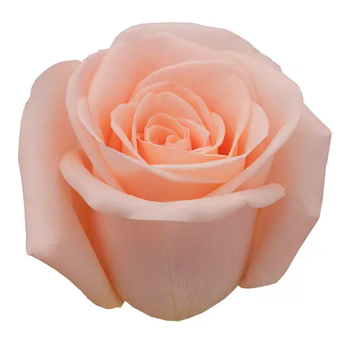 Roses 50cm Peach Alejandra