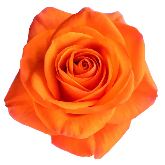 Roses 50cm Orange Joy 