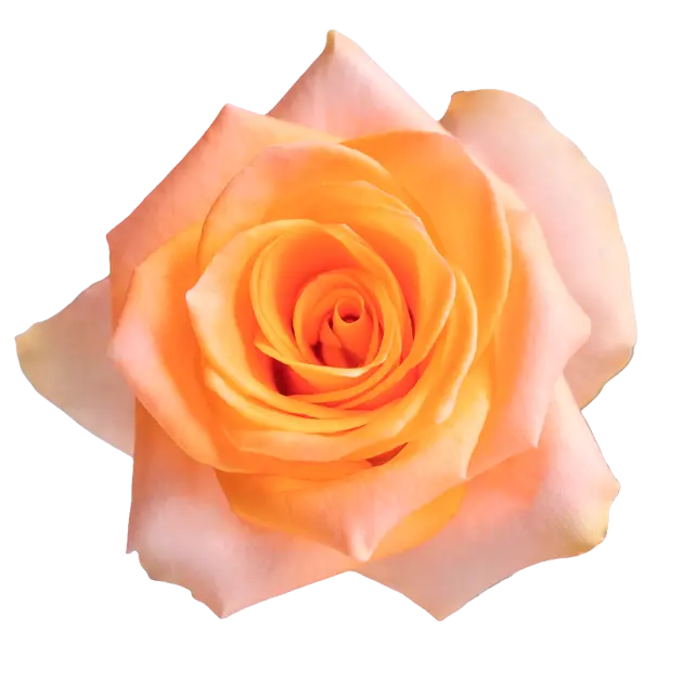  Roses 50cm Peach Honey Glow 