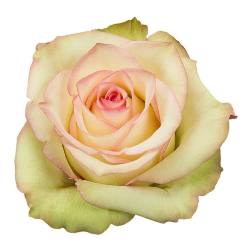  Roses 50cm Bicolor Pink Crazy Diamond