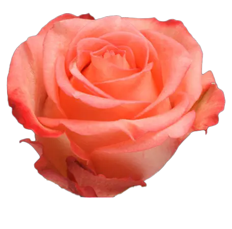  Roses 60cm Peach Imagination