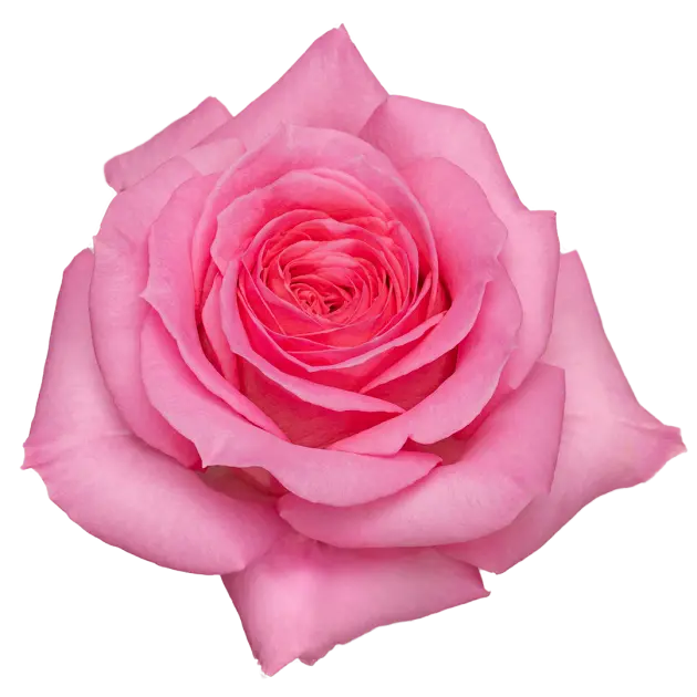  Roses 60cm Pink Nuage