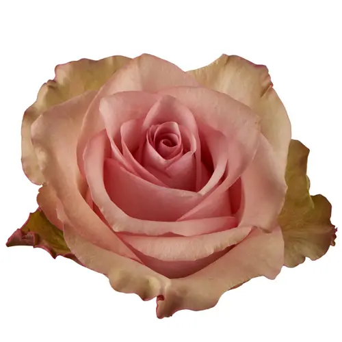 Roses 60cm Bicolor Pink Steffi