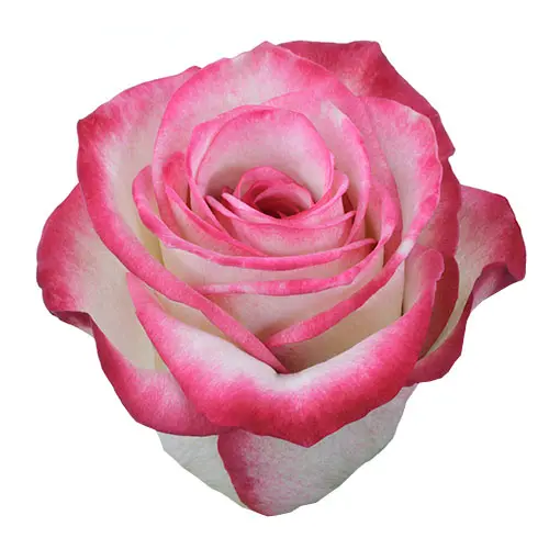 Roses 60cm Bicolor Pink Rapsberry Ice