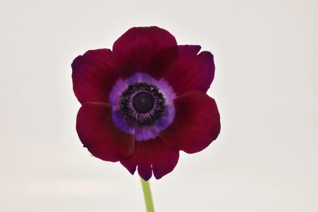  Anemone Burgundy