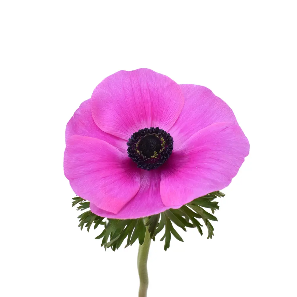  Anemone Hot Pink