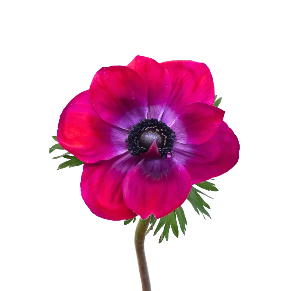  Anemone Hot Pink