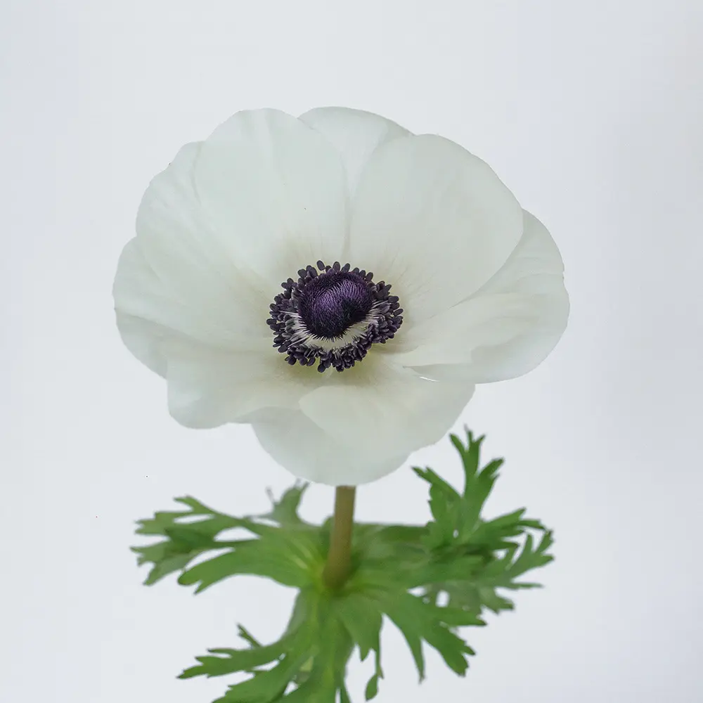  Anemone White