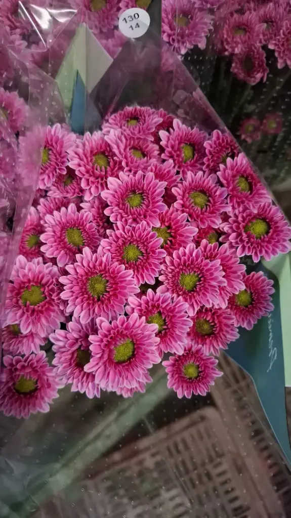 Chrysanthemum Daisy Mini Lavender  Lucy