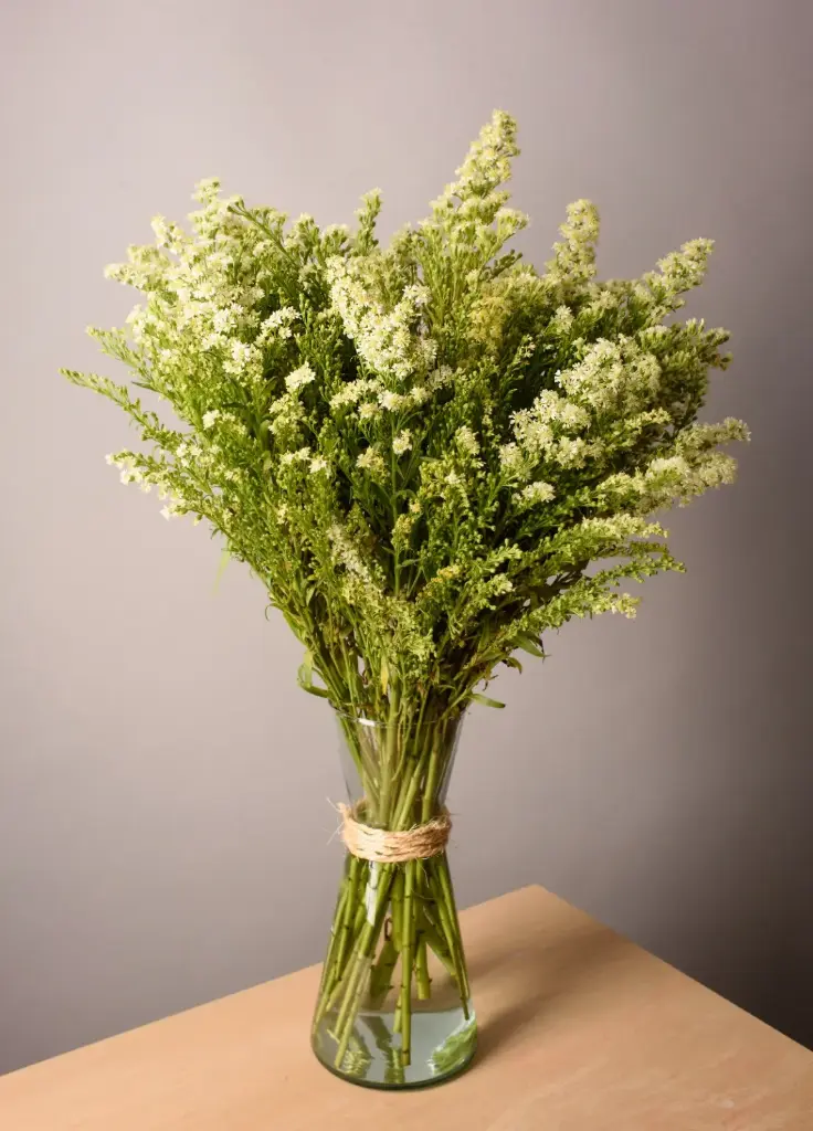 Solidago Romantic Glory 70 cm