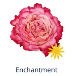  Roses 60cm Bicolor Pink Enchantment 