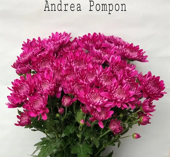 Chrysanthemum Dutch Pompon Purple Andrea