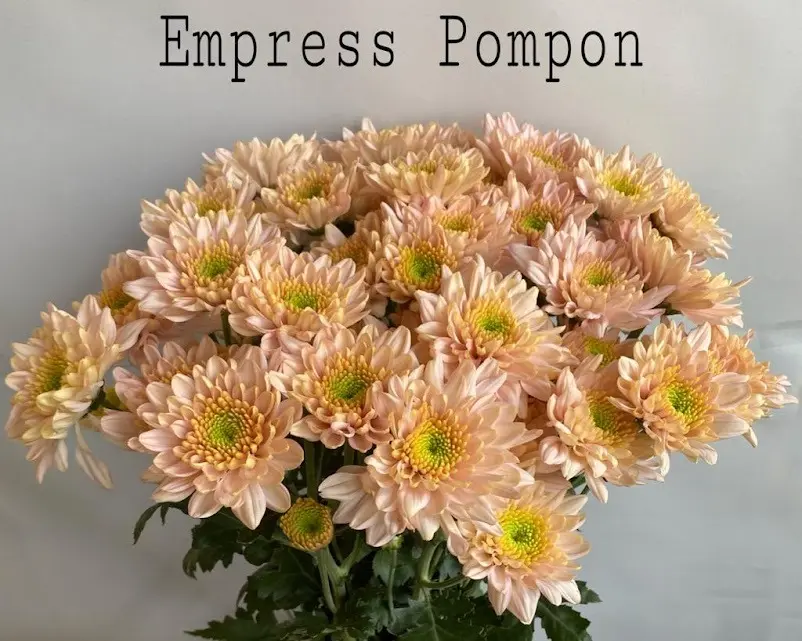 Chrysanthemum Dutch Pompon Peach Empress