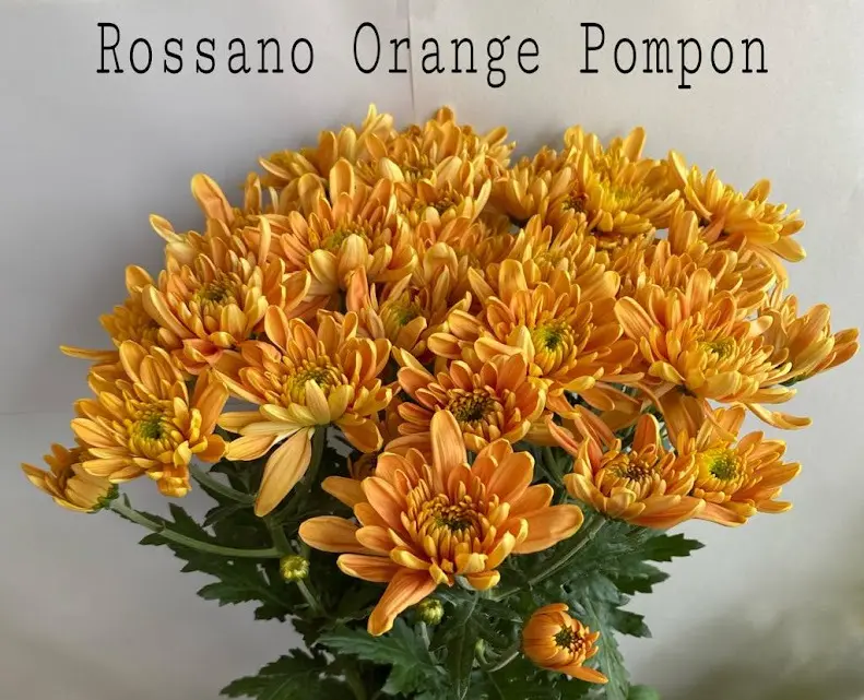Chrysanthemum Dutch Pompon Orange Rossano