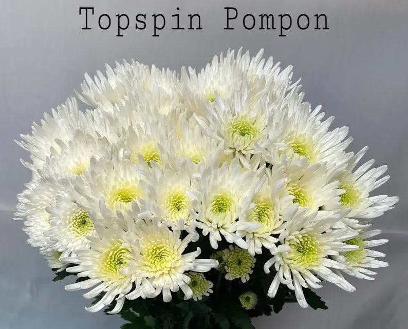 Chrysanthemum Dutch Pompon Whithe Topspin