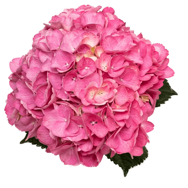 Hydrangea Pink Magical  Charm 18-20 cm 