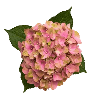 Hydrangea Light Pink Tender Love 15-17cm  