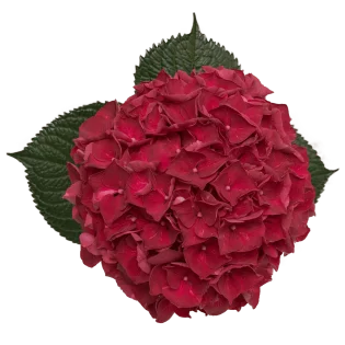 Hydrangea Hot Pink Magical Trophy 12-14cm  