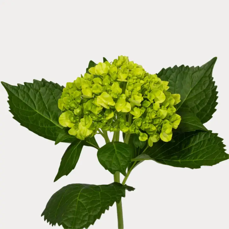 Hydrangea Green Mini Mojito