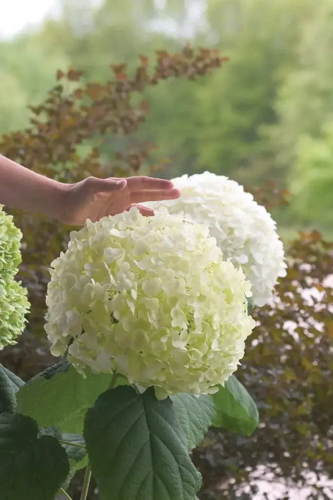 Hydrangea White Jumbo 