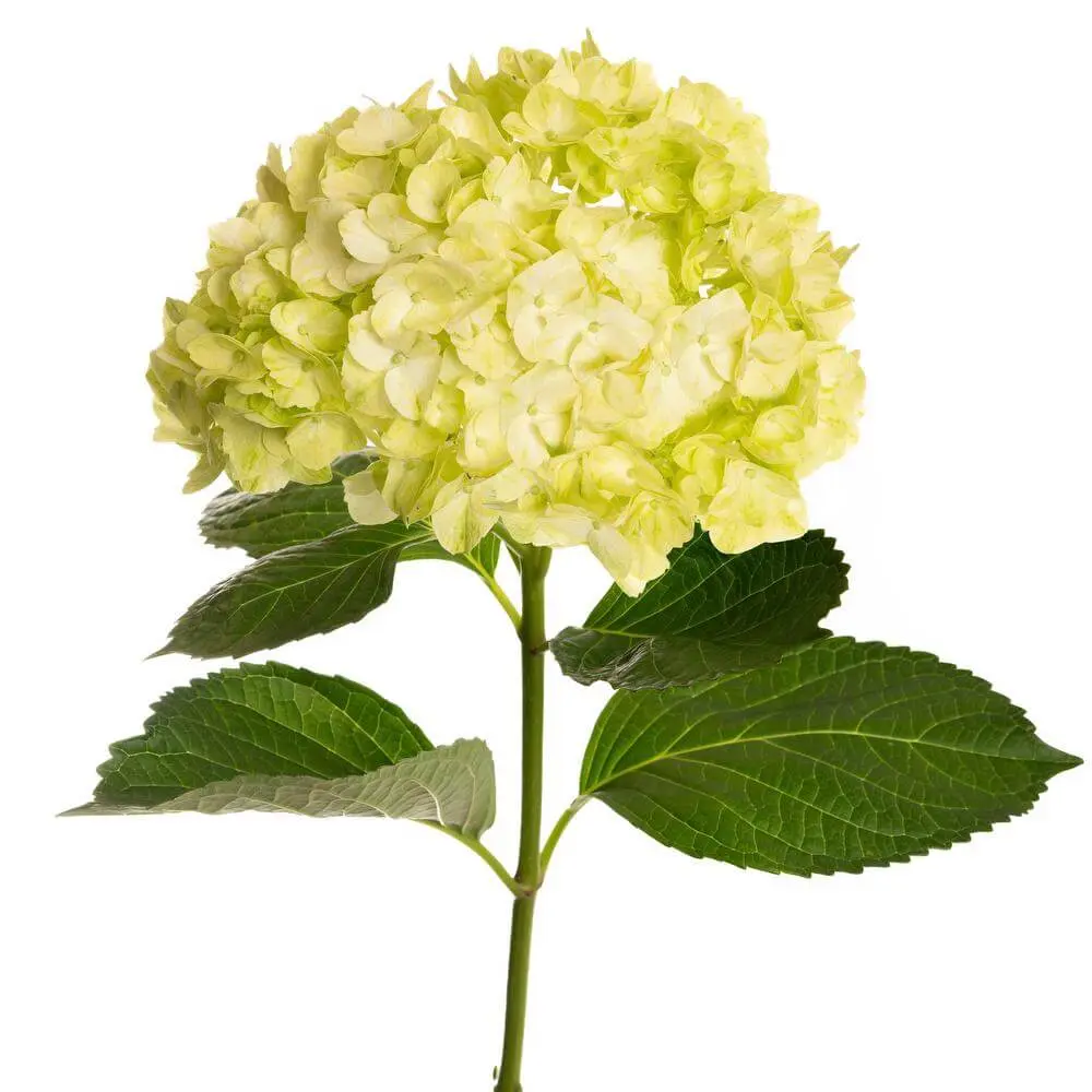 Hydrangea Green Mojito Premium 
