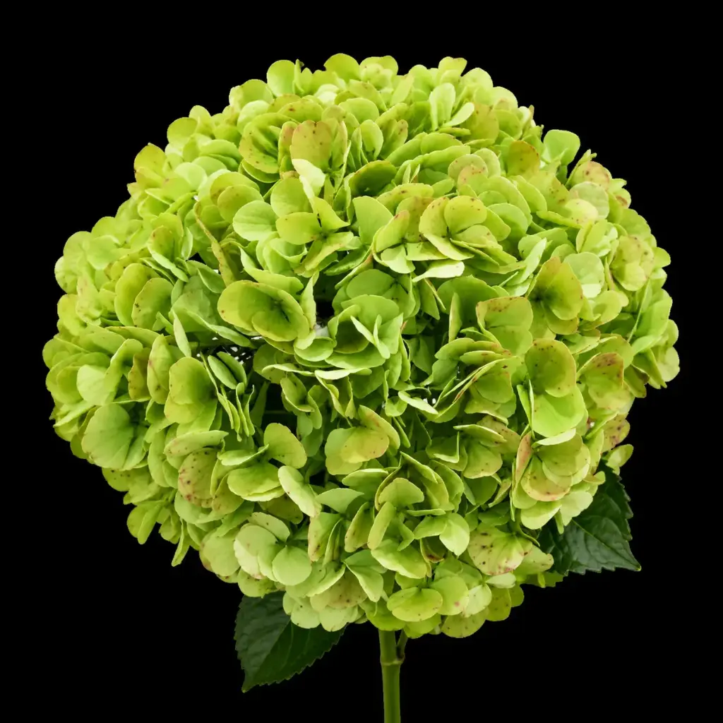 Hydrangea Antique Green