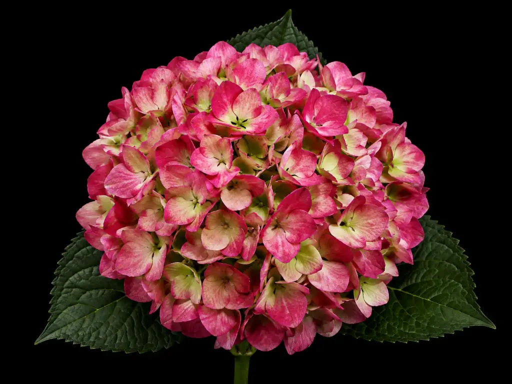 Hydrangea Antique Red