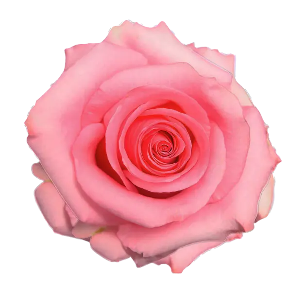  Roses 50cm Pink Opala