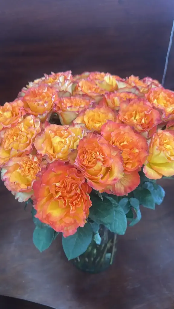  Roses 50cm Orange Caribia