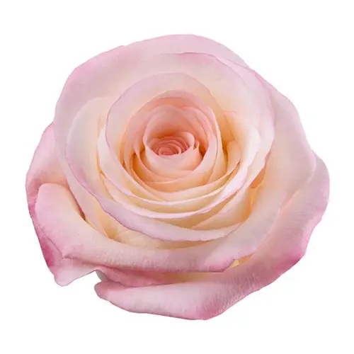  Roses 60cm Pink Marilyn 