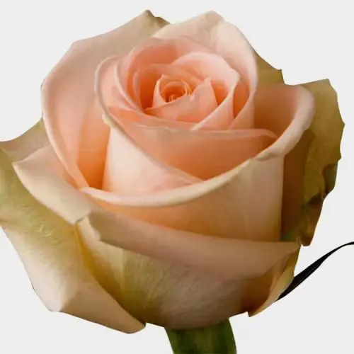  Roses 40cm Peach