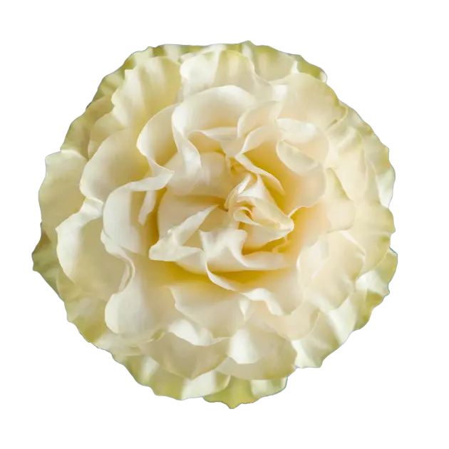 Roses Premium White Country Soul