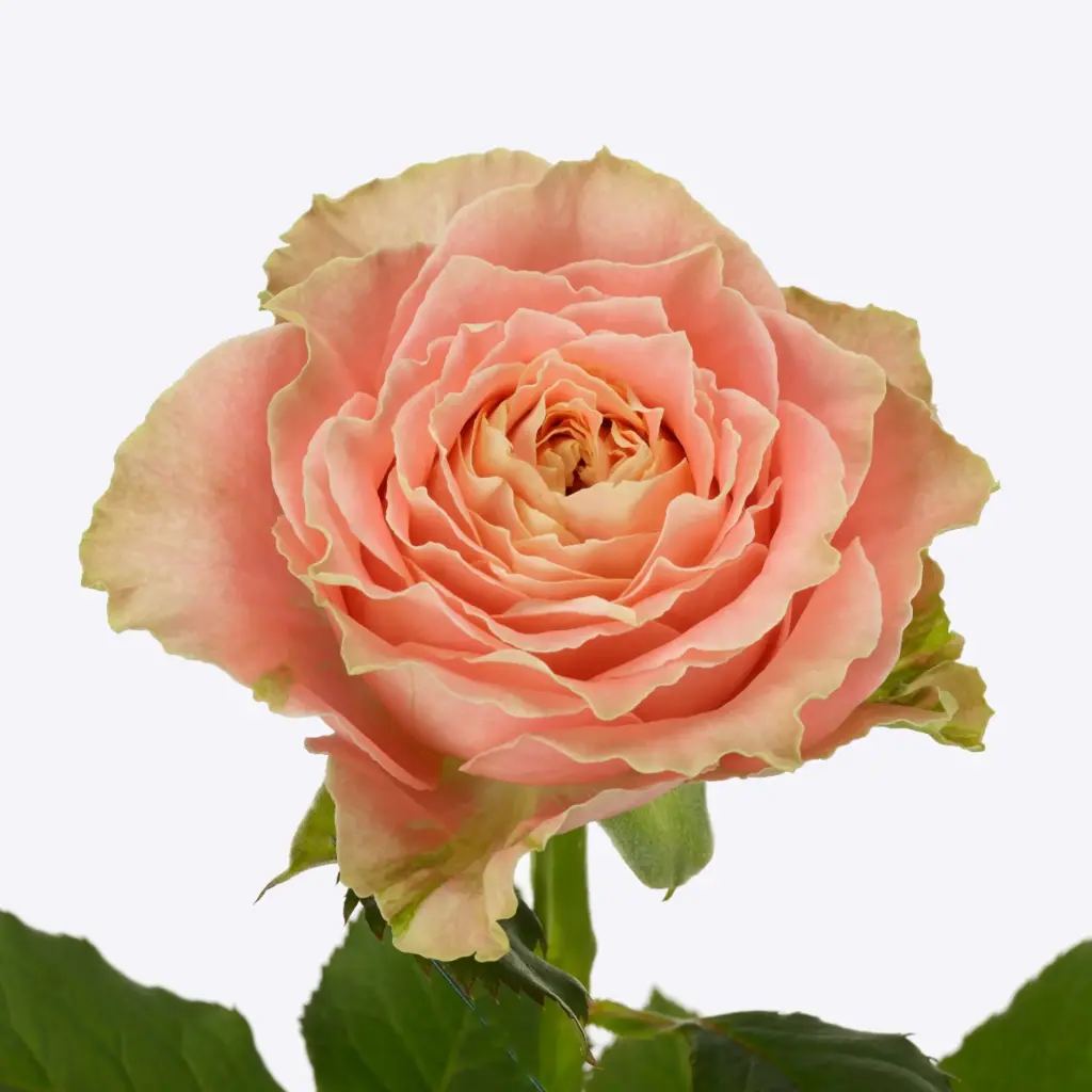  Roses Premium Light Orange Country Louise